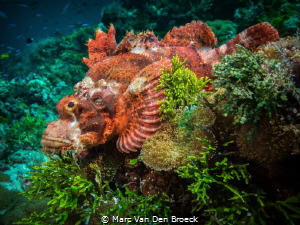 greenscorpi by Marc Van Den Broeck 